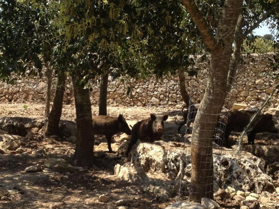 Masseria Autigne Οτράντο Εξωτερικό φωτογραφία