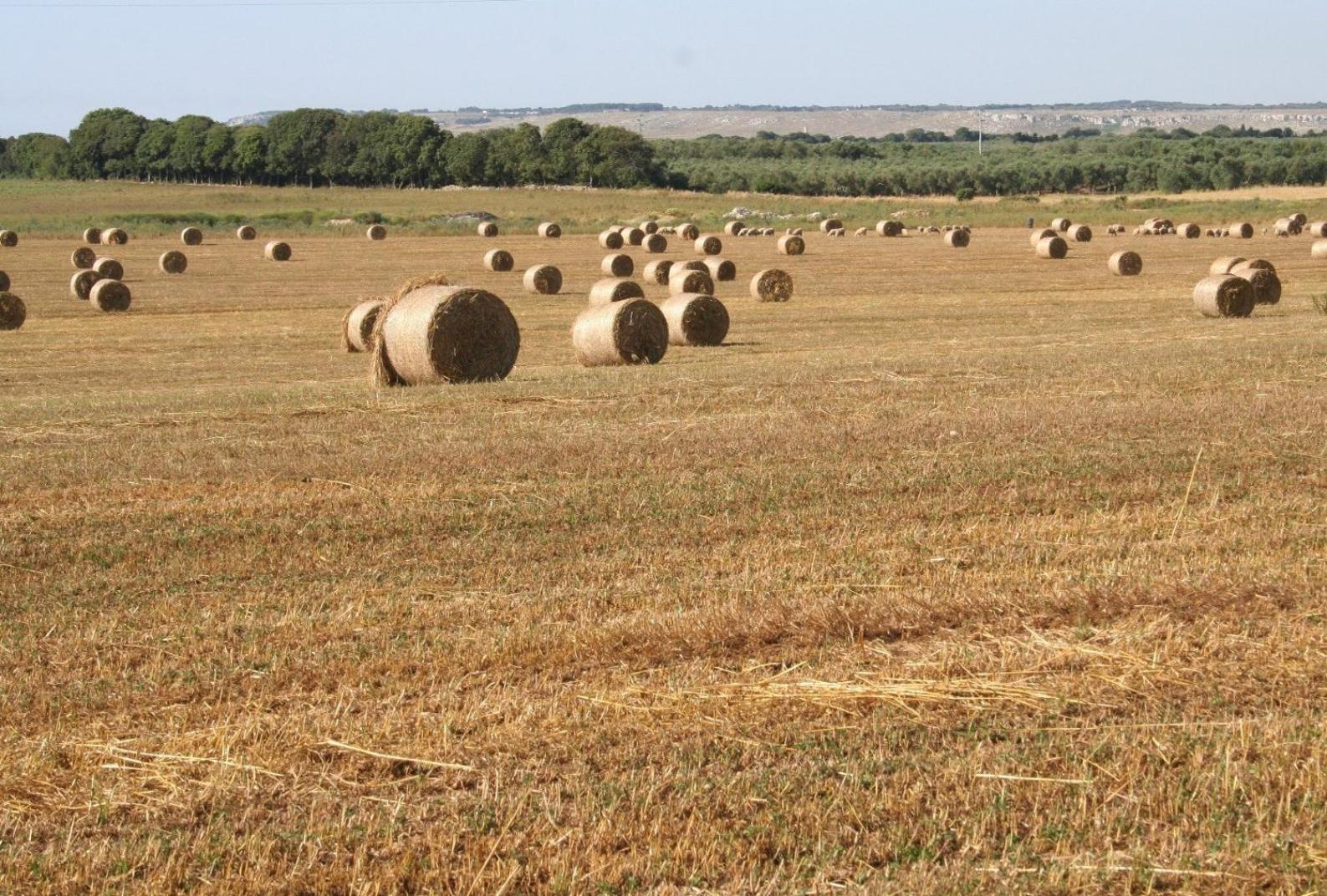 Masseria Autigne Οτράντο Εξωτερικό φωτογραφία